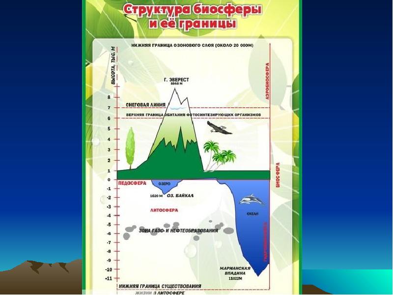 Схема строения биосферы