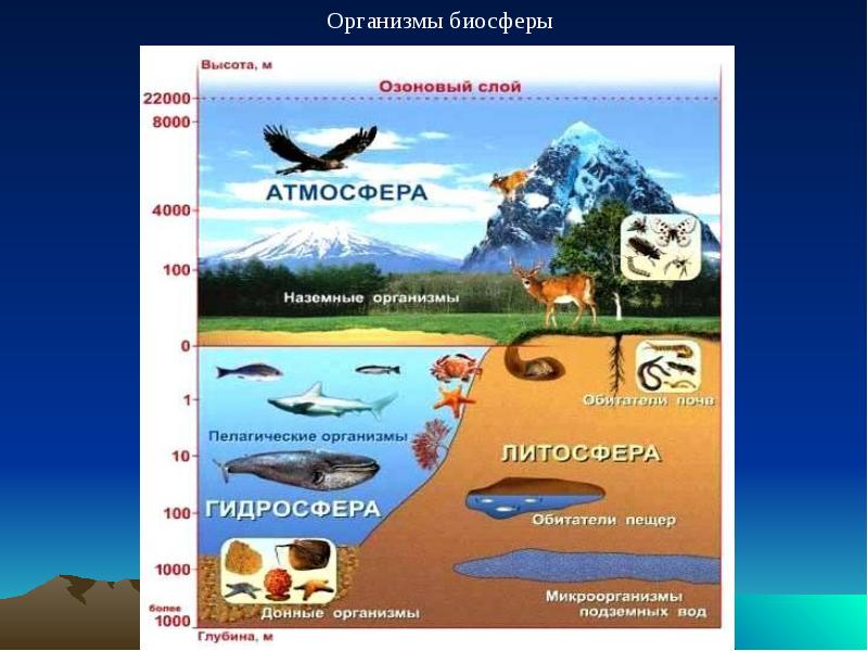 Из чего состоит биосфера схема