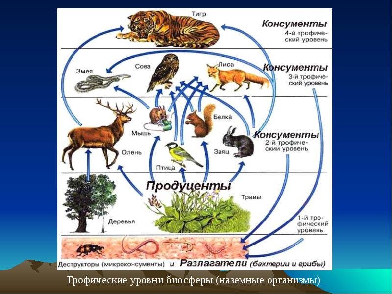 В представленном на рисунке сообществе присутствует впиши только число трофических уровня