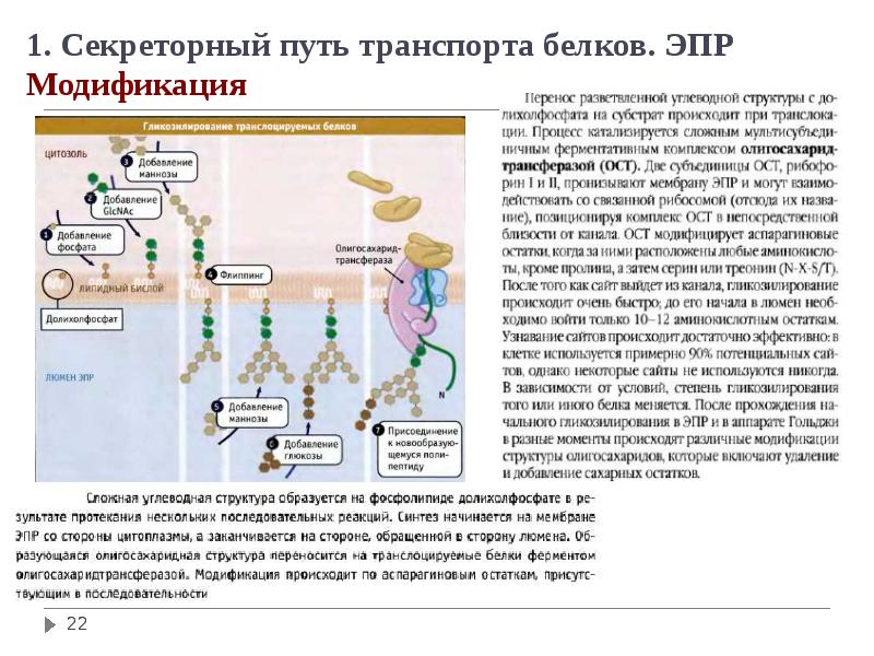 Синтез и транспорт белков в эпс