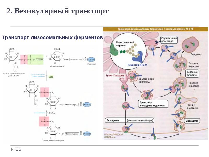 Лизосомальные ферменты. Везикулярный транспорт. Везикулярный транспорт белков. Виды везикулярного транспорта. Процесс везикулярного транспорта.