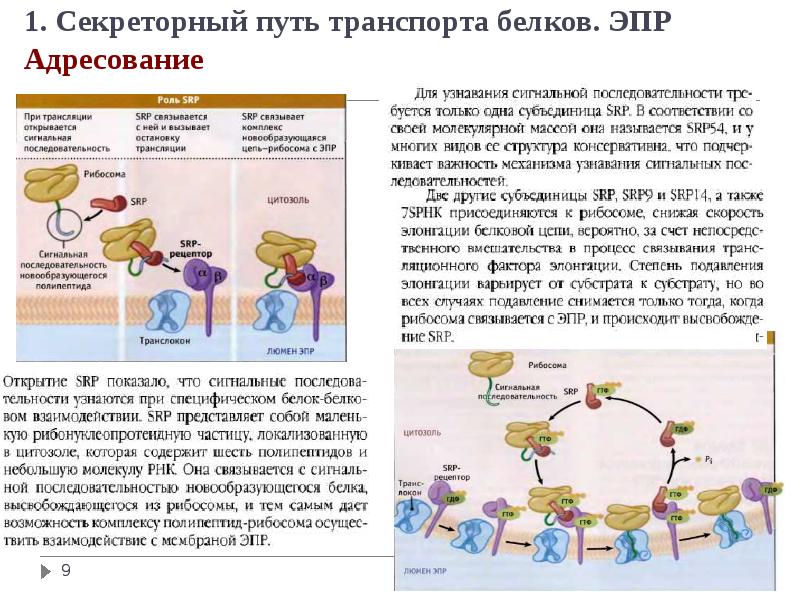 Транспорт белка. Мембранное адресование белков. Секреторный путь белков. Путь секреторного белка. Сигнальные последовательности белков.