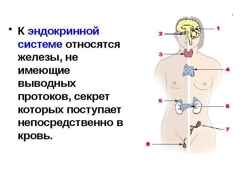 Презентация по эндокринной системе