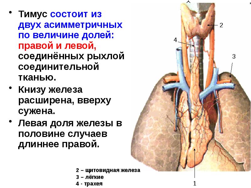 Тимус картинка с подписями