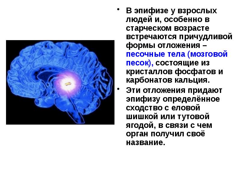 Эпифиз какая система. Эпифиз головного мозга. Строение мозга шишковидная железа. Эпифиз регулируемые процессы. Эпифиз внутреннее строение.