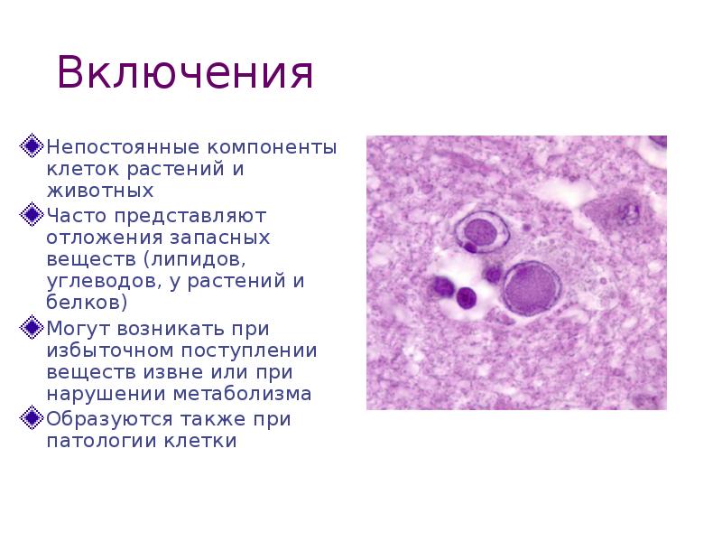 Запасные вещества клетки растений