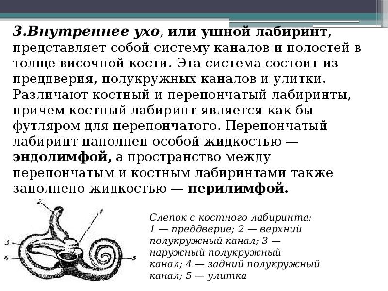 Слуховой анализатор перепончатый Лабиринт. Проводниковый отдел слухового анализатора. Внутреннее ухо или ушной Лабиринт состоит. Проводниковый отдел в ухе.