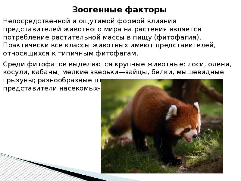 Внутривидовая конкуренция примеры. Зоогенные биотические факторы. Взаимоотношения животных в природе. Средообразующая деятельность животных. Численность животных.