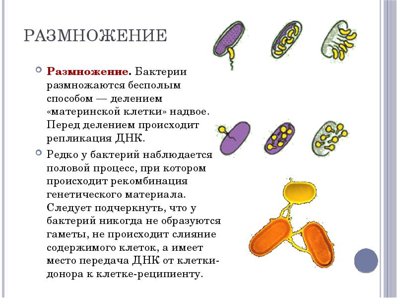 Размножение бактерий презентация