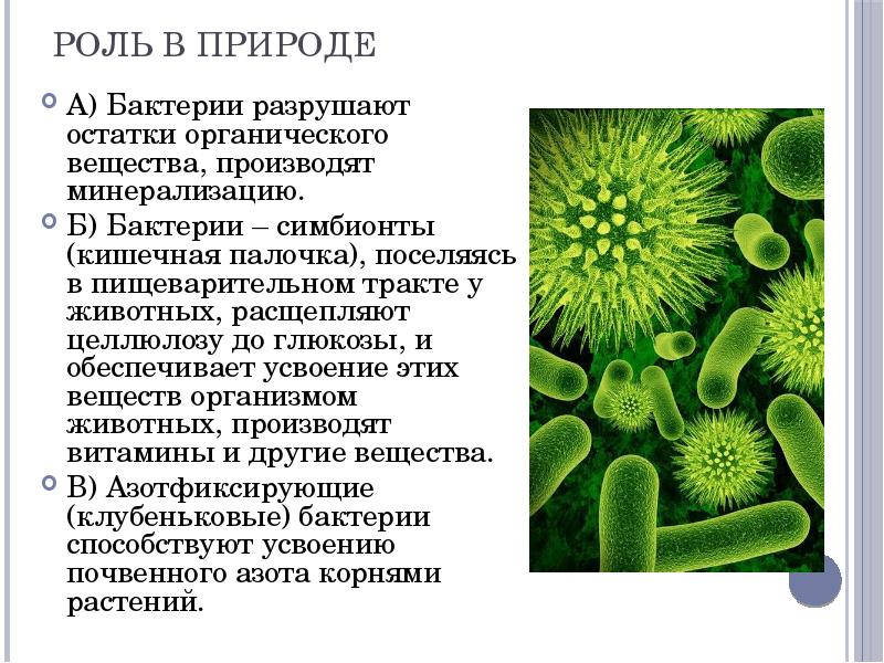 Презентация на тему кишечная палочка