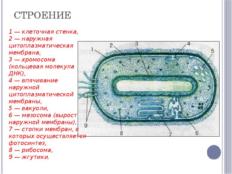 Схема строения прокариотической клетки