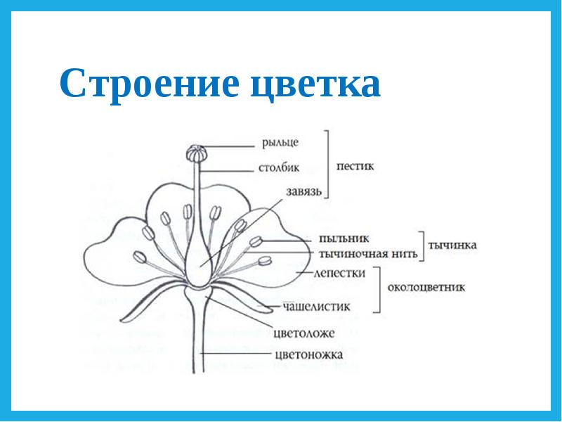 Презентация по биологии строение цветка 5 класс