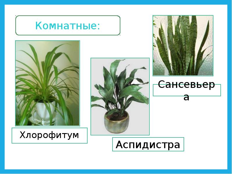 К какому классу относится растение лист которого показан на рисунке 1 однодольные хвощевые