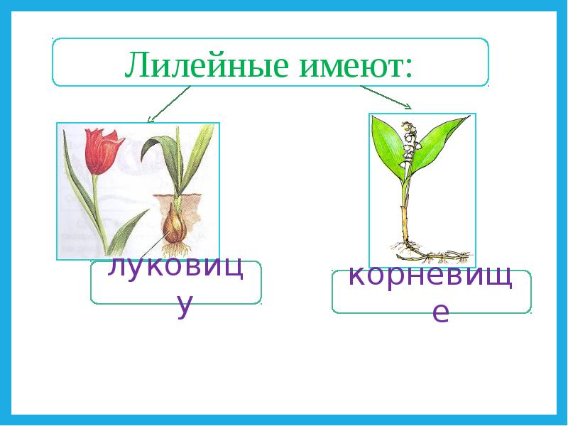 Лилейные однодольные