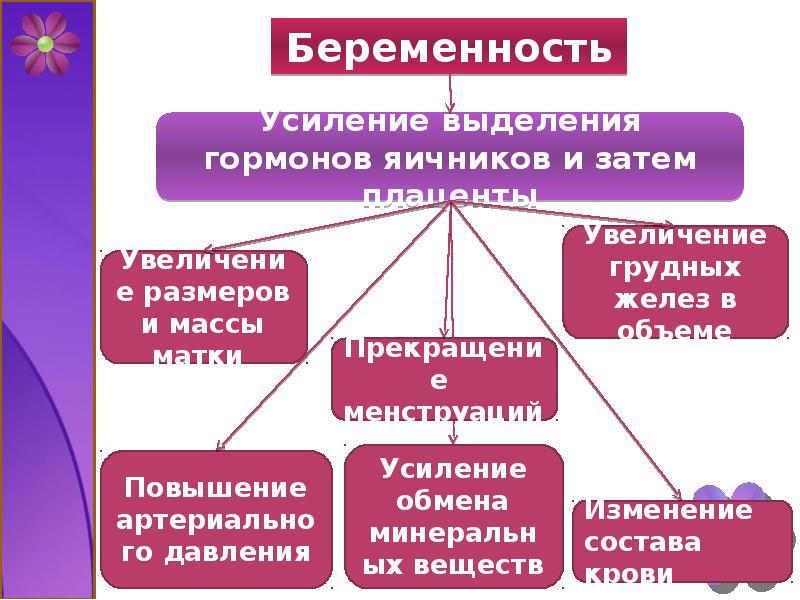 Беременность и роды 8 класс презентация