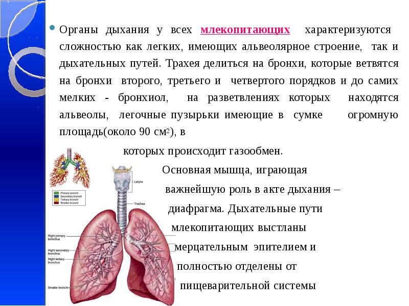 Схема строения дыхательной системы млекопитающих