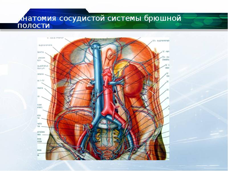 Кровеносная система брюшной полости человека схема