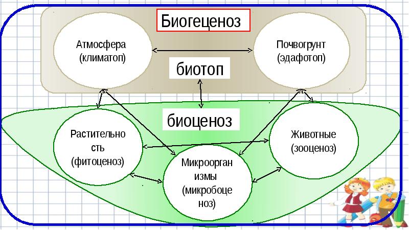 Биоценоз презентация