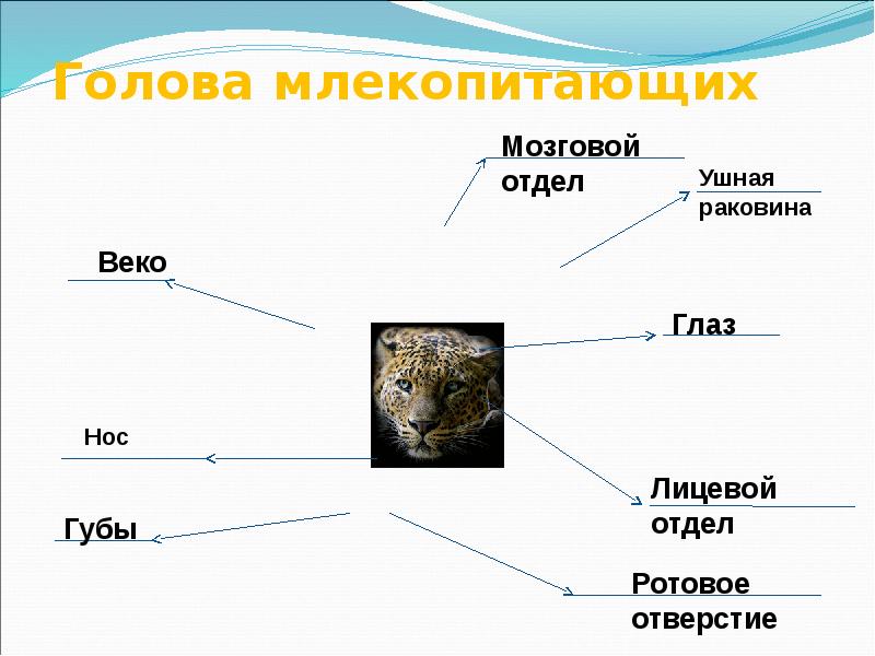 Животные презентация 6 класс