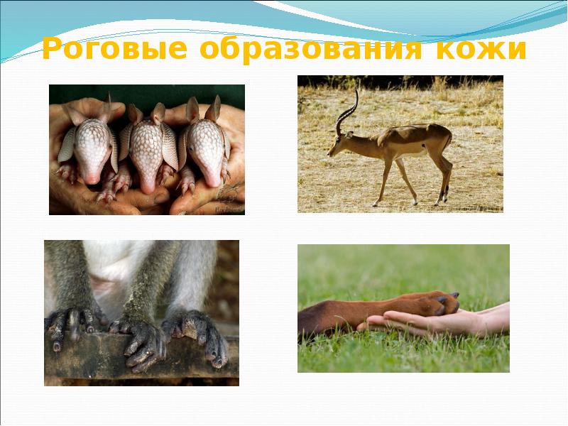 Кожные роговые образования это. Роговые образования кожи. Класс млекопитающие Томской области.