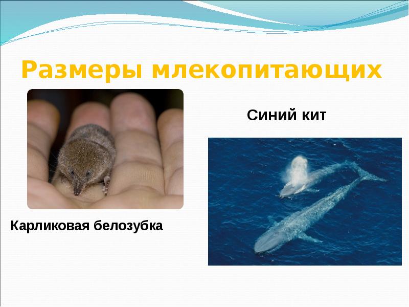 Кит это рыба или млекопитающее. Кит это рыба или животное. Кит относится к млекопитающим. Кит относится к рыбам. Кит это рыба или млекопитающее.