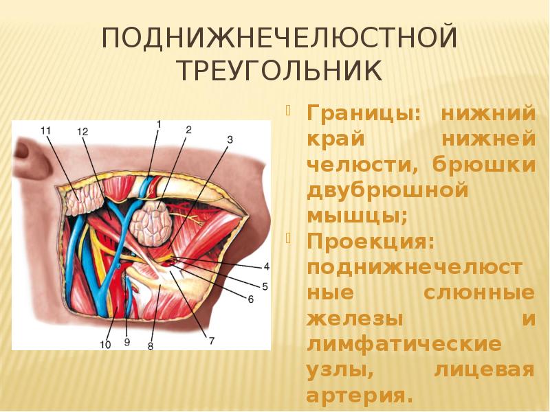 Топографическая анатомия год. Границы поднижнечелюстного треугольника. Топография поднижнечелюстной железы. Границы поднижнечелюстной железы. Поднижнечелюстной треугольник.