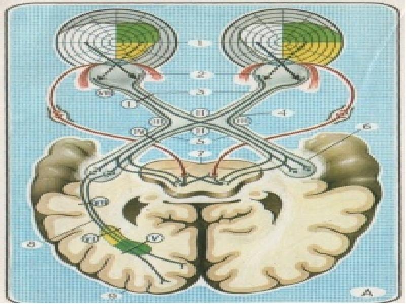 От головного мозга отходят черепно мозговые нервы. Черепно мозговые нервы. Черепные нервы ассоциации. Кроссворд Черепные нервы. Таблица черепно мозговые нервы характер иннервации.