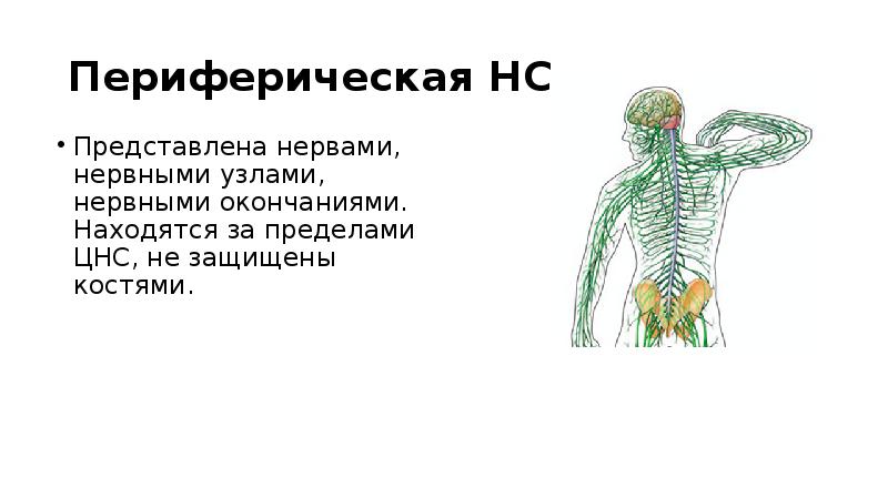 Периферическая нервная система сокращение. Периферическая нервная система человека анатомия. Периферическая нервная система схема строения. Периферическая нервная система человека рисунок. Нервная система Центральная и периферическая схема.