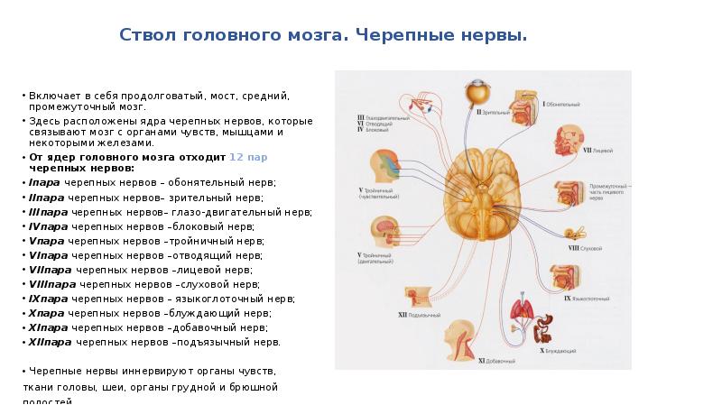 Черепные нервы презентация