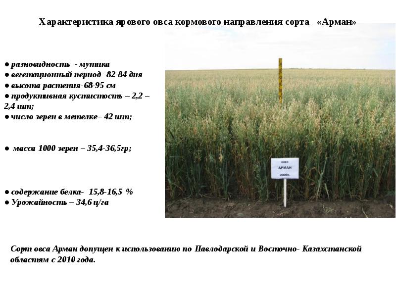 Признаки сортов. Вегетационный период овса. Овес характеристика. Высота овса. Сорт ярового овса.