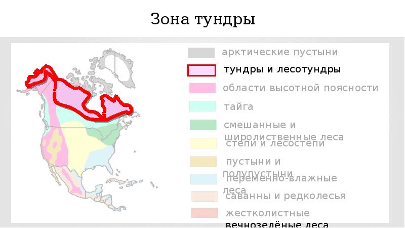 Карта где находится тундра