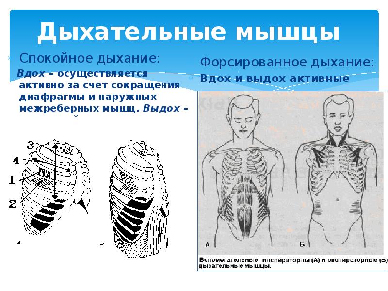 Рассмотрите картинку и укажите под какими цифрами указаны мышцы работающие при вдохе