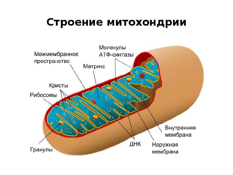 Схема митохондрии с подписями