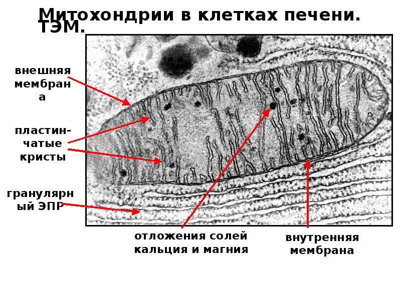 Митохондрии в клетках печени