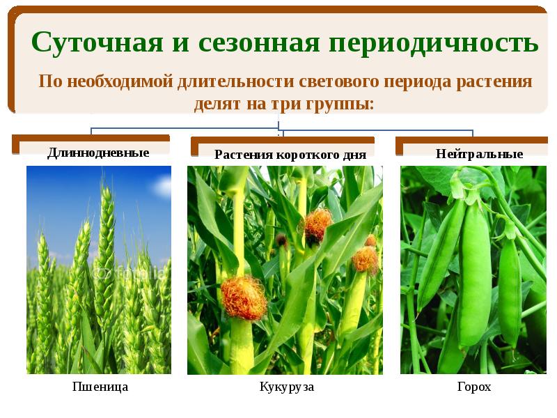 Растение короче. Растения длинного и короткого дня. Суточная периодичность у растений. Растения длинного дня. Короткодневные и длиннодневные растения.