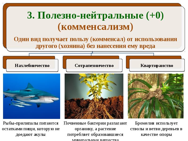 Презентация на тему квартиранство по биологии