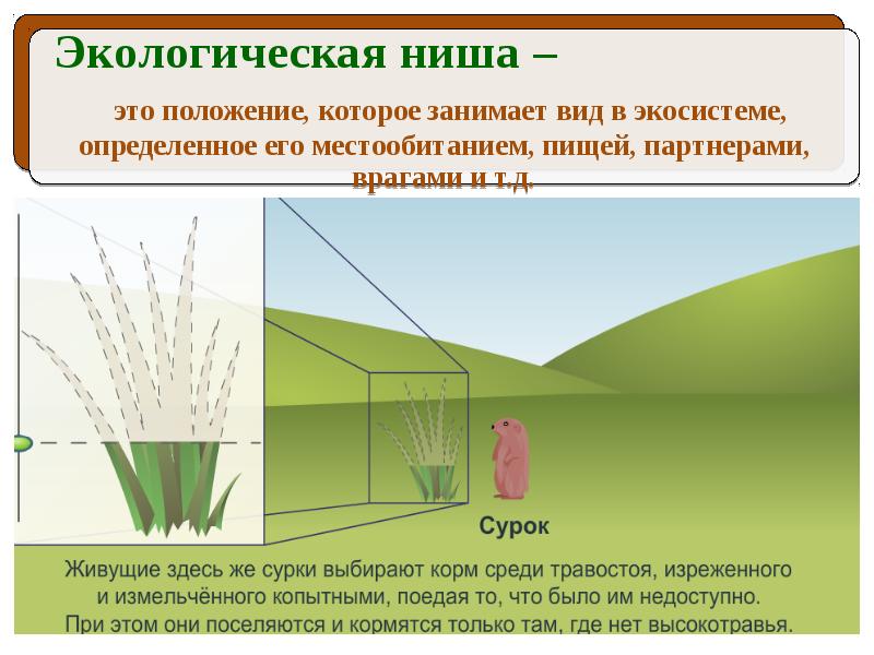 Опишите по схеме приведенной на уроке экологическую нишу бобра обыкновенного