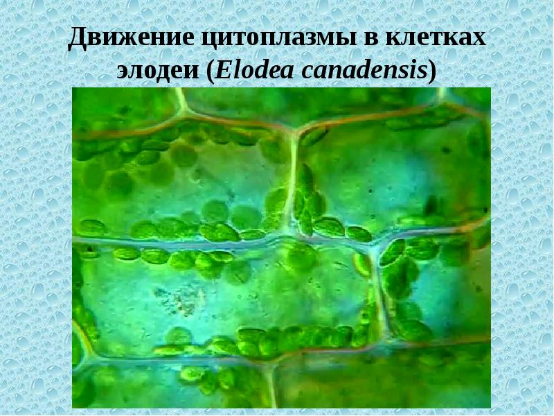 Цитоплазма клетки растений. Пластиды элодеи. Хлоропласты элодеи. Элодея движение цитоплазмы. Движение цитоплазмы в клетках листа элодеи канадской.