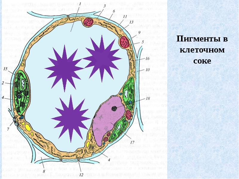 Пигменты клеток растений. Пигменты клеточного сока. Пигменты клеточного сока вакуолей. Пигменты в вакуолях растений. Пигменты в клетках растений.