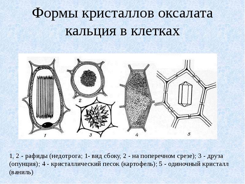 Клеточная оболочка характерна для клеток. Формы кристаллов оксалата кальция в клетках. Кристаллы оксалата кальция. Кристаллы оксалата кальция в растительной клетке. Призматические Кристаллы оксалата кальция.