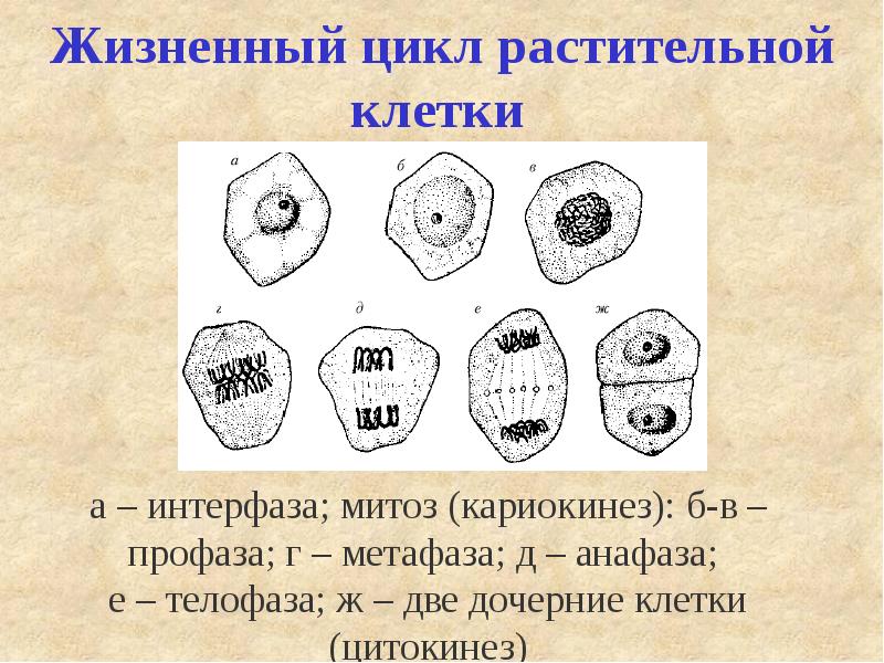 Жизненный цикл митоз. Интерфаза и митоз в растительных клетках. Метафаза деления клетки растений. Митоз растительной клетки. Митох расти Кльной клетки.