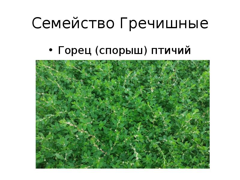 Гречишные семейство презентация