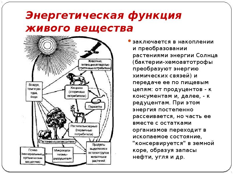 Энергетическая функция живого вещества
заключается в накоплении и преобразовании растениями энергии Энергетическая функция живого вещества
заключается в накоплении и преобразовании растениями энергии
