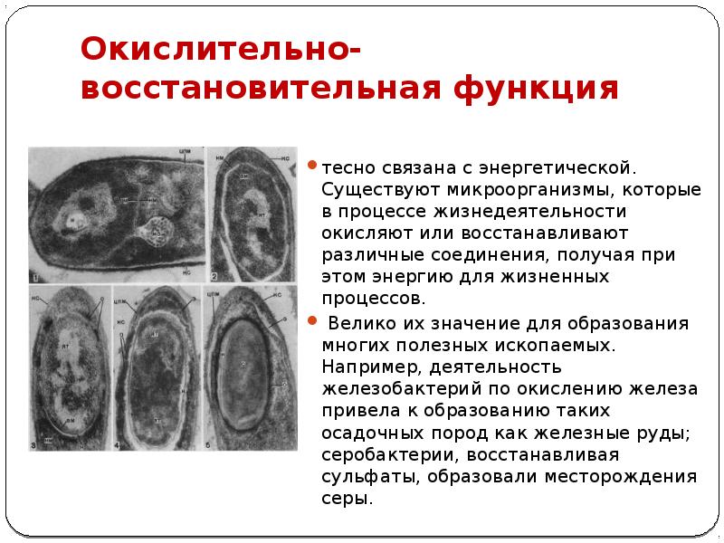 Окислительно-восстановительная функция
тесно связана с энергетической. Существуют микроорганизмы, которые в процессе Окислительно-восстановительная функция
тесно связана с энергетической. Существуют микроорганизмы, которые в процессе
