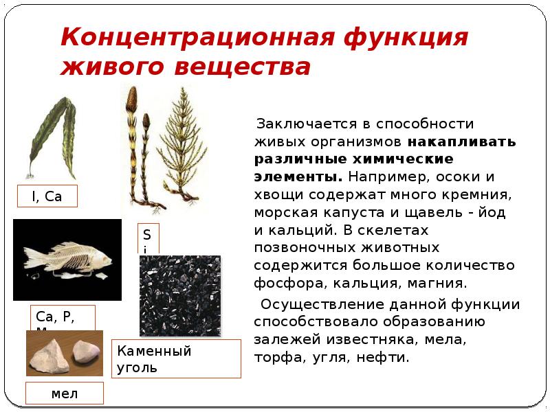 Концентрационная функция живого вещества
Заключается в способности живых организмов Концентрационная функция живого вещества
Заключается в способности живых организмов