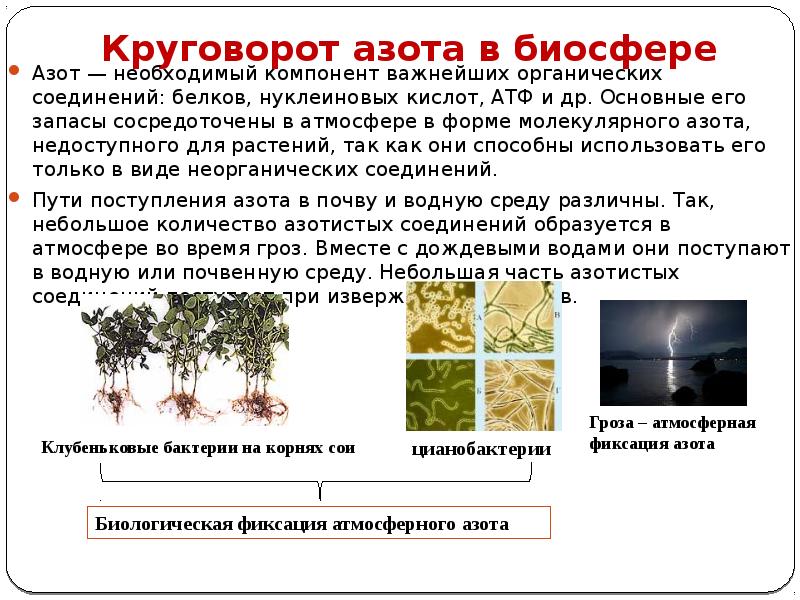 Круговорот азота в биосфере
Азот — необходимый компонент важнейших органических соединений: Круговорот азота в биосфере
Азот — необходимый компонент важнейших органических соединений: