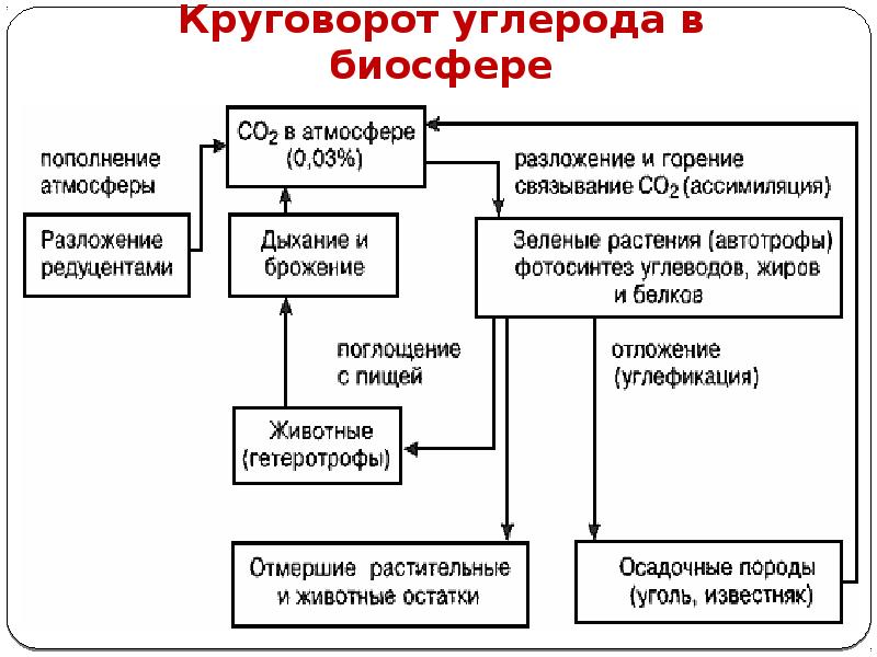 Круговорот углерода в биосфере презентация