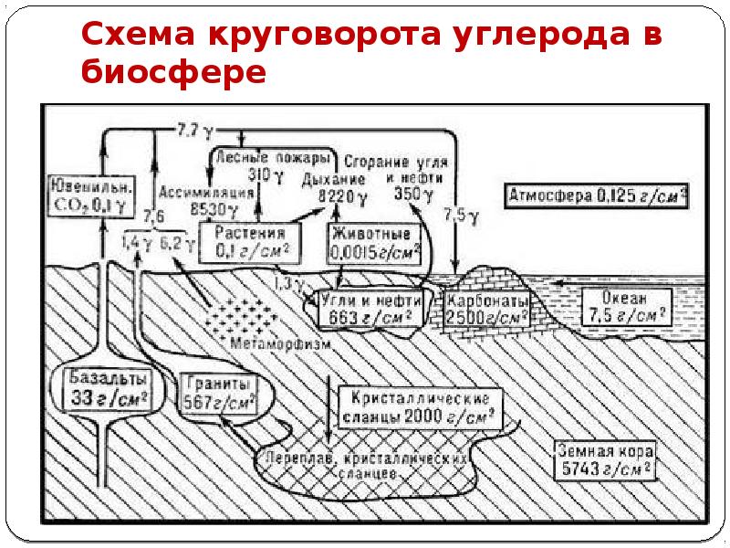 Схема круговорота углерода в биосфере Схема круговорота углерода в биосфере