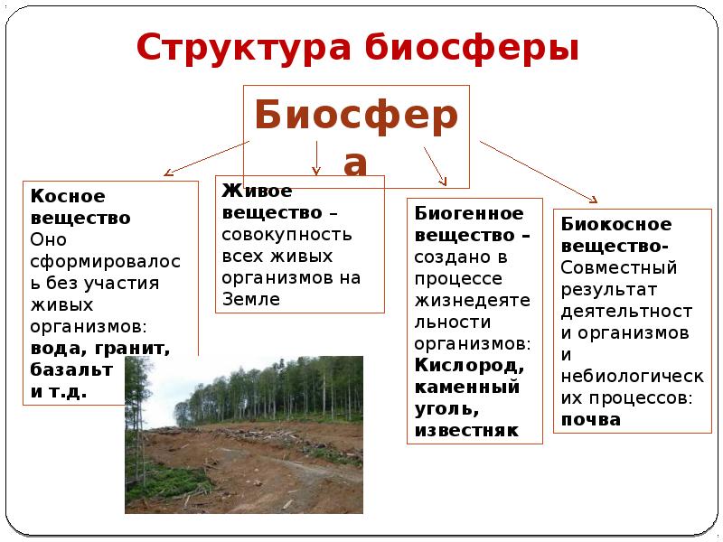 Структура биосферы Структура биосферы