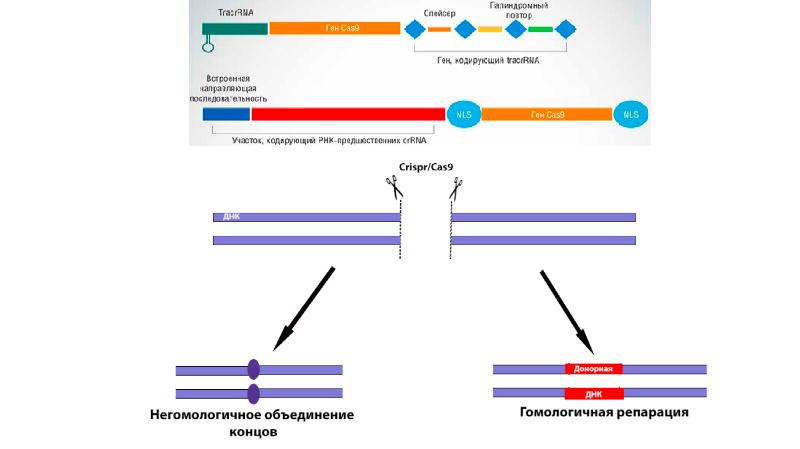 Crispr cas9 презентация